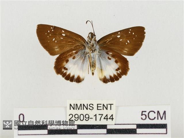 熱帶白裙弄蝶藏品圖，第2張