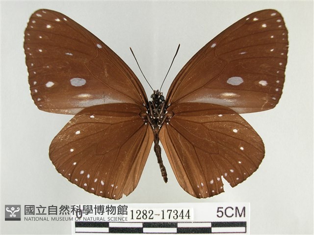 圓翅紫斑蝶藏品圖，第2張