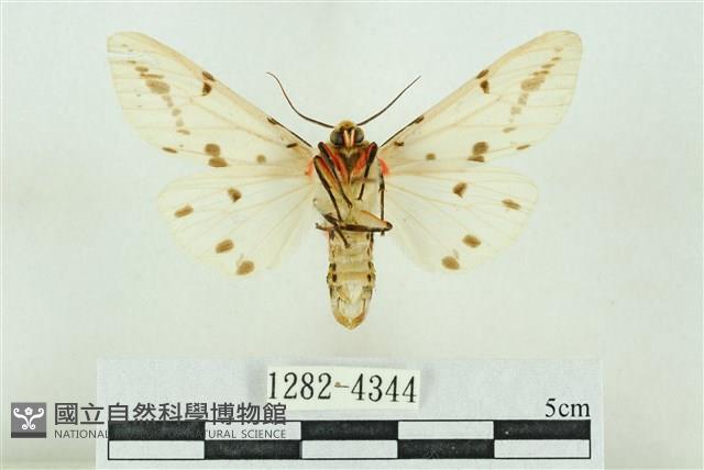 菊池污燈蛾藏品圖，第2張