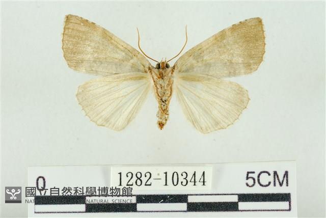 圍異波紋蛾藏品圖，第2張