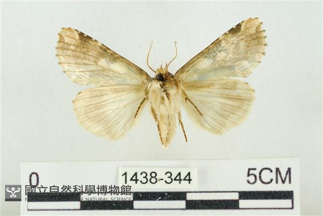 連珠波紋蛾藏品圖，第2張