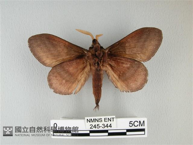 隱波紋枯葉蛾藏品圖，第2張