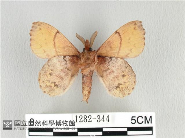 黃斑枯葉蛾藏品圖，第2張
