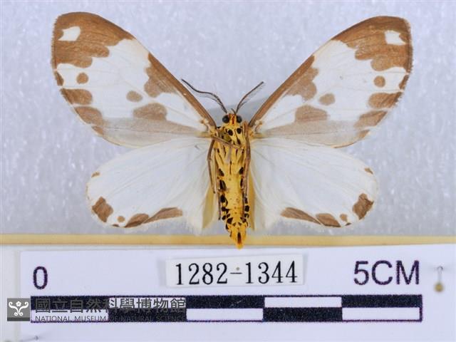 後凸蝶燈蛾藏品圖，第2張