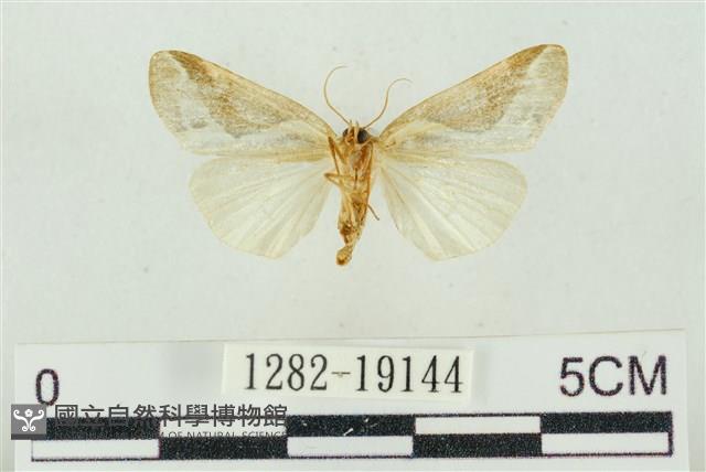 素木氏美波紋蛾藏品圖，第2張