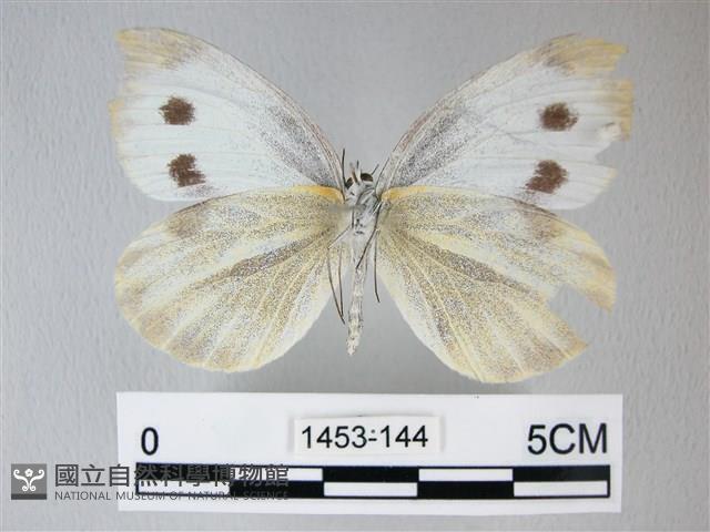 緣點白粉蝶藏品圖，第2張