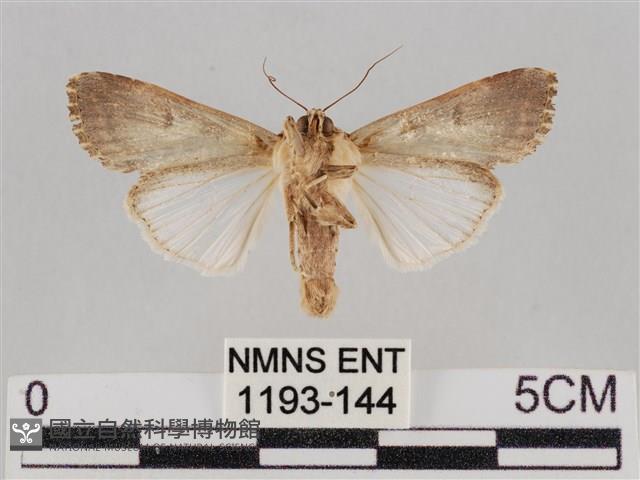斜紋夜盜蛾藏品圖，第2張