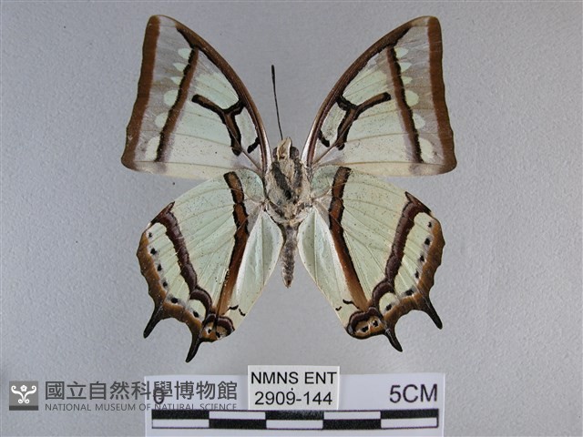 小雙尾蛺蝶藏品圖，第2張
