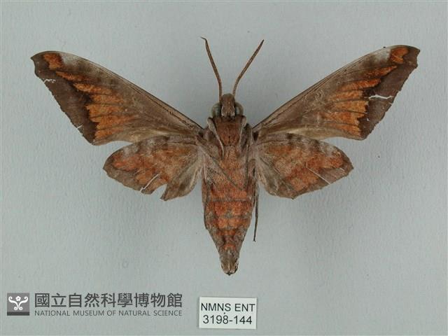 全緣缺角天蛾藏品圖，第2張