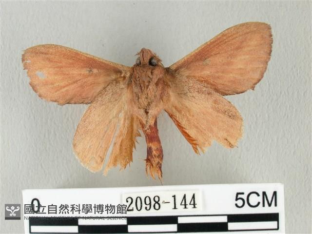 淡紋斜帶枯葉蛾藏品圖，第2張