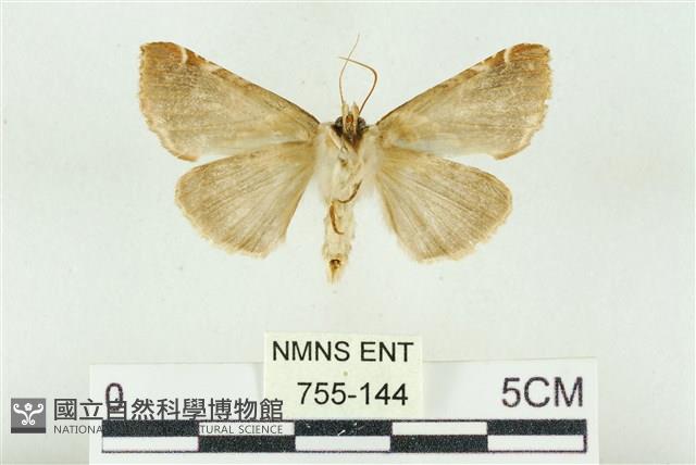 寬帶波紋蛾藏品圖，第2張