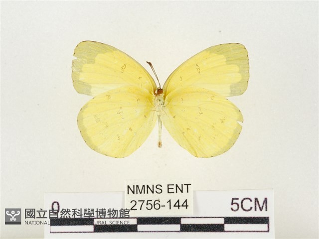 淡色黃蝶藏品圖，第2張
