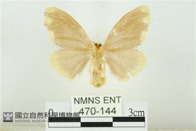 黑翅黃毒蛾藏品圖，第2張