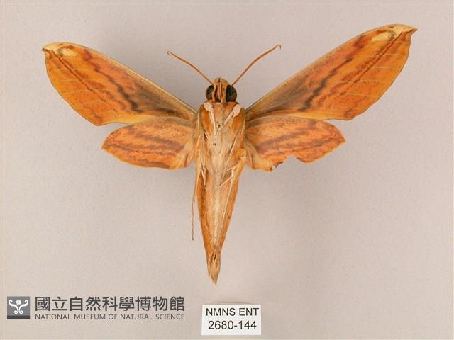 綠背斜紋天蛾藏品圖，第2張