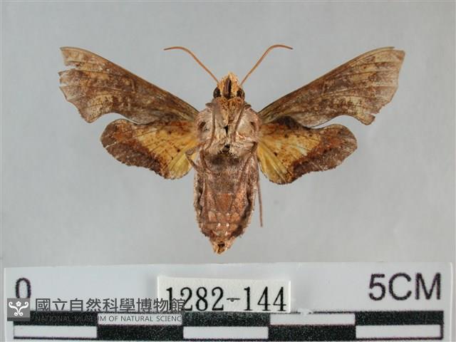 三角凹緣天蛾藏品圖，第2張