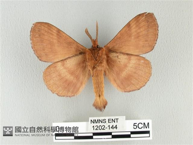 波紋枯葉蛾藏品圖，第2張