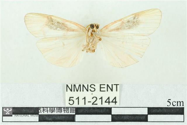 臺雪苔蛾藏品圖，第2張