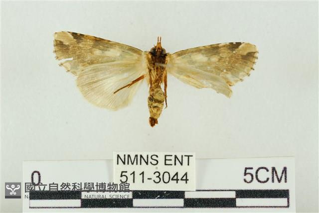 連珠波紋蛾藏品圖，第2張