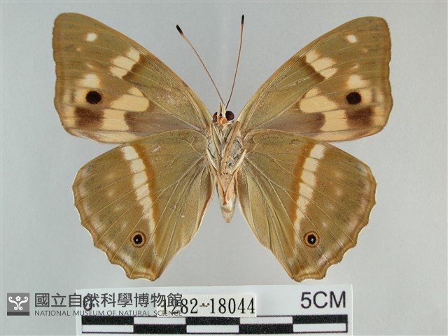 金鎧蛺蝶藏品圖，第2張