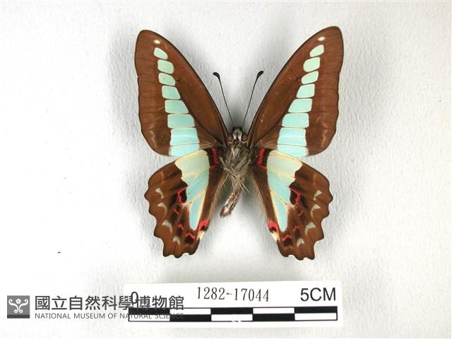 青帶鳳蝶藏品圖，第2張