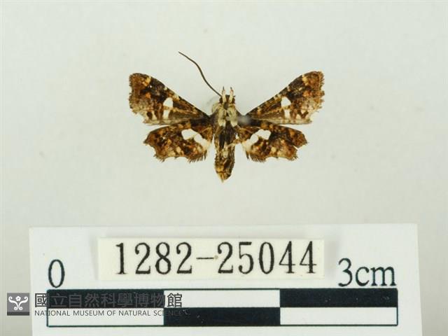 白點小窗蛾藏品圖，第2張