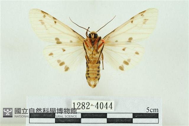 菊池污燈蛾藏品圖，第2張