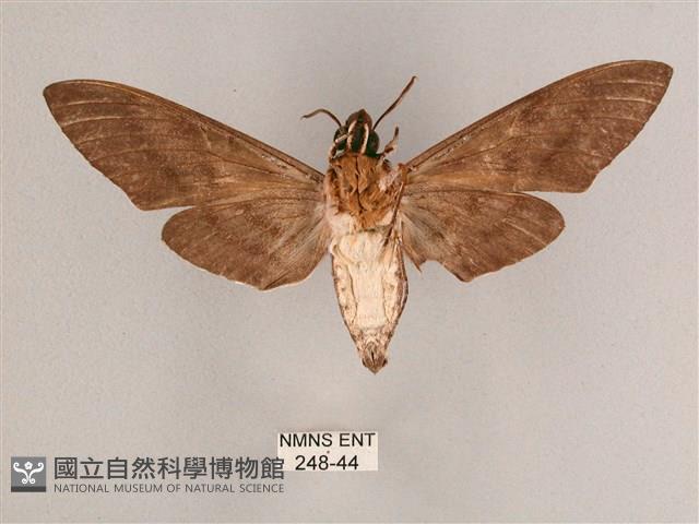 細斜紋霜天蛾藏品圖，第2張