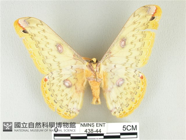 黃豹天蠶蛾藏品圖，第2張