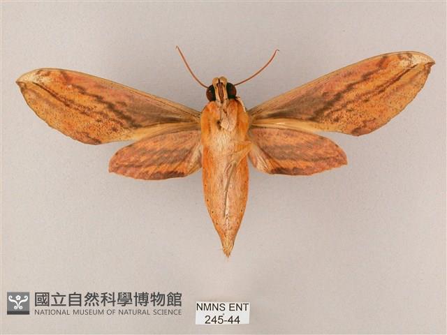 綠背斜紋天蛾藏品圖，第2張