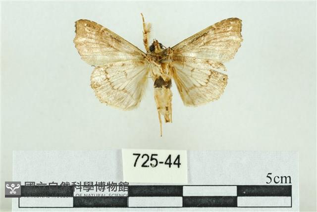 裳蛾科藏品圖，第2張