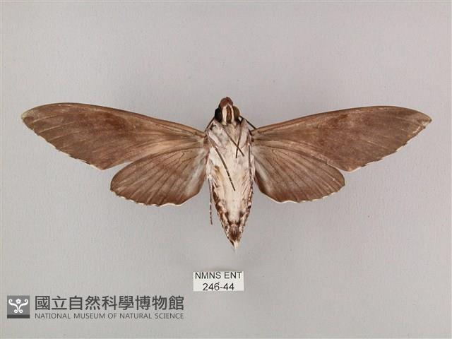 粗斜紋天蛾藏品圖，第2張