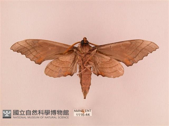 栗六點天蛾藏品圖，第2張