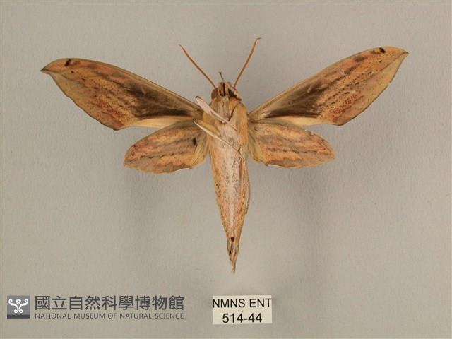 棕綠背線天蛾藏品圖，第2張