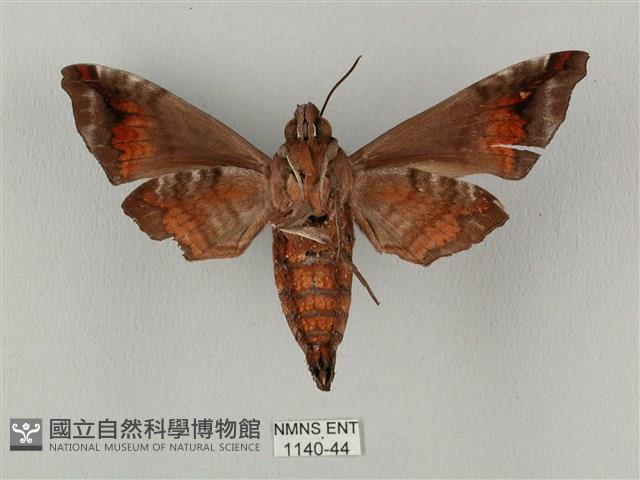 半緣缺角天蛾藏品圖，第2張