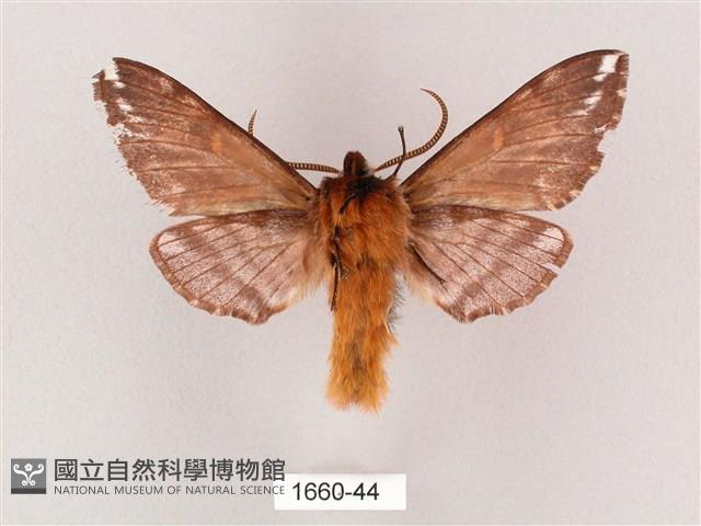 井上氏絨毛天蛾藏品圖，第2張