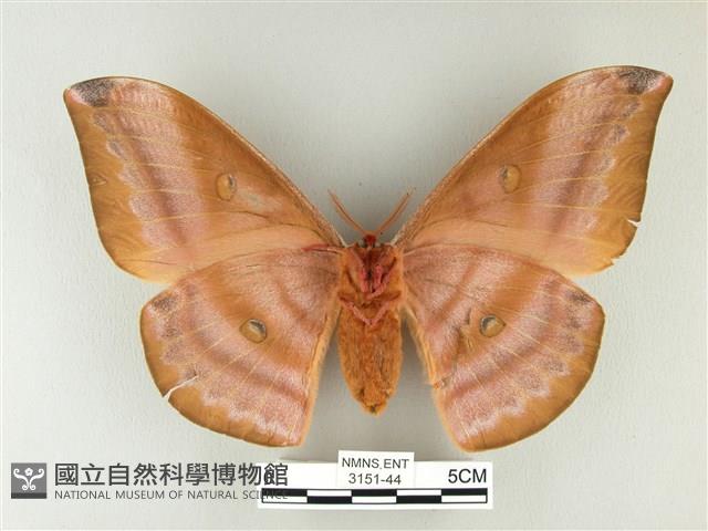 紅目天蠶蛾藏品圖，第2張