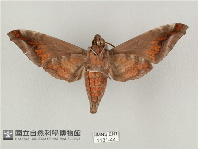 全緣缺角天蛾藏品圖，第2張