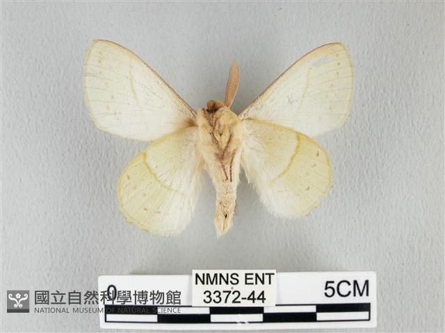 青枯葉蛾藏品圖，第2張