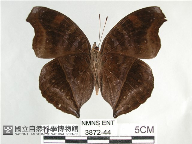 黯眼蛺蝶藏品圖，第2張