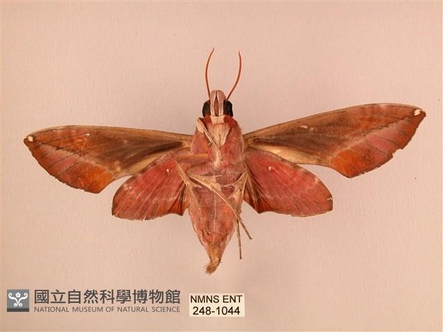 暗綠白腰天蛾藏品圖，第2張