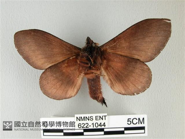 隱波紋枯葉蛾藏品圖，第2張