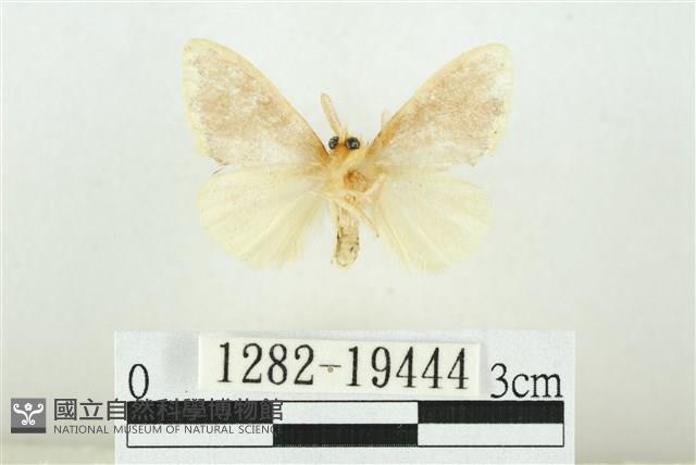 黑翅黃毒蛾藏品圖，第2張