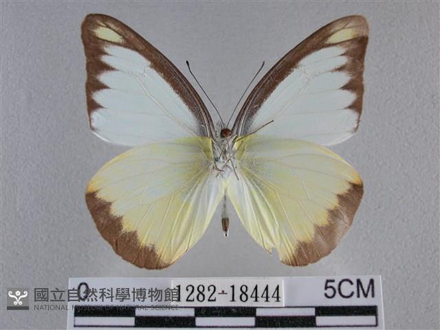 異色尖粉蝶藏品圖，第2張