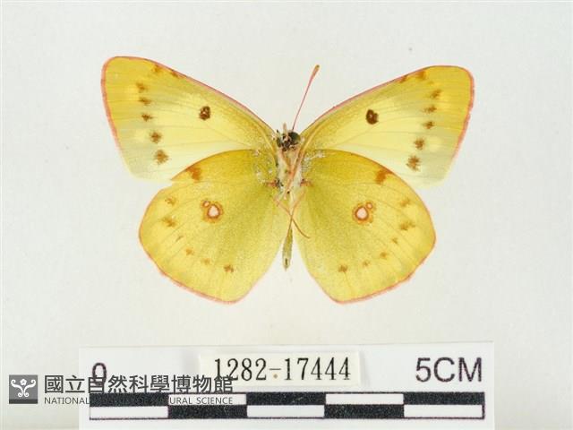 紋黃粉蝶藏品圖，第2張