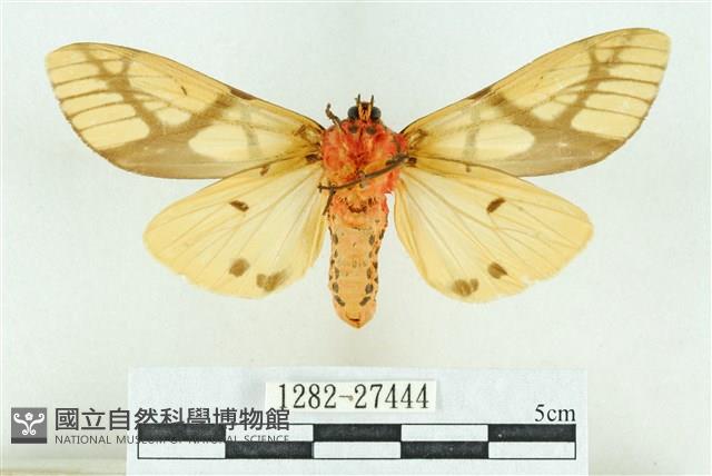 乳白斑燈蛾藏品圖，第2張