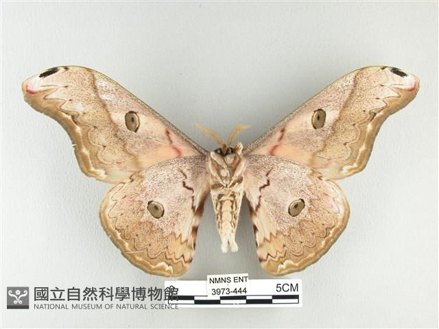 大綠目天蠶蛾藏品圖，第2張