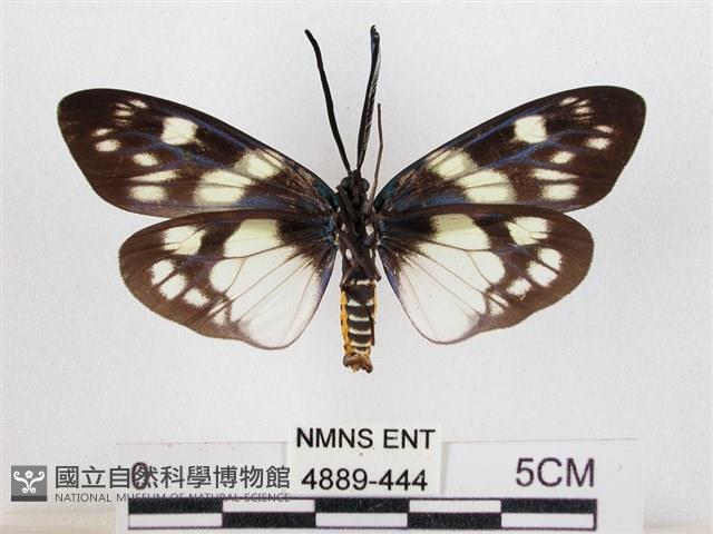 蓬萊茶斑蛾藏品圖，第2張