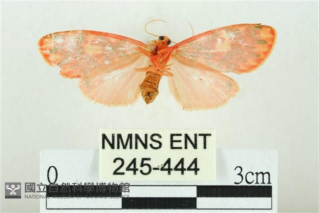 三色豔苔蛾藏品圖，第2張