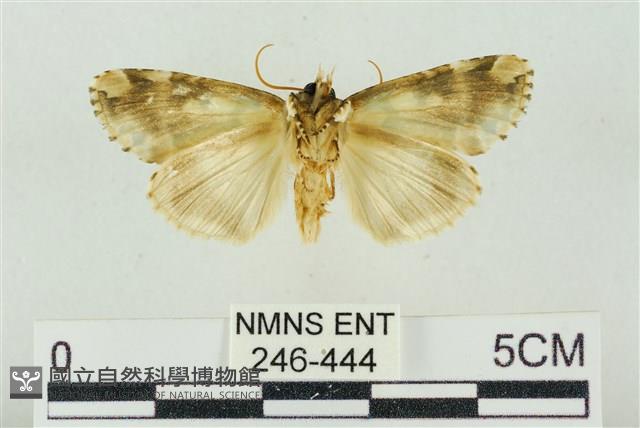 連珠波紋蛾藏品圖，第2張