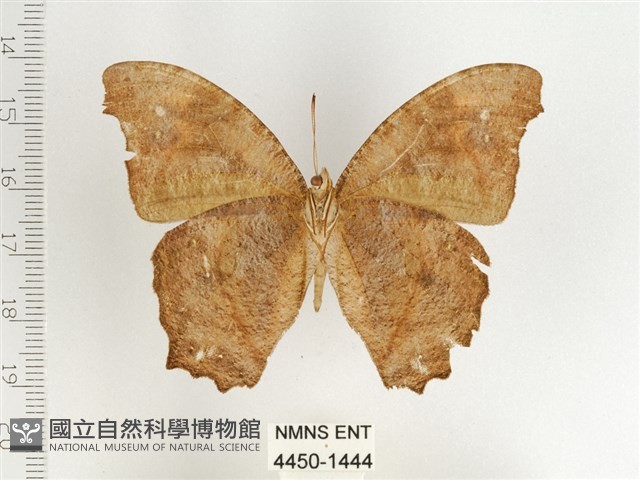 暮眼蝶、樹蔭蝶藏品圖，第2張